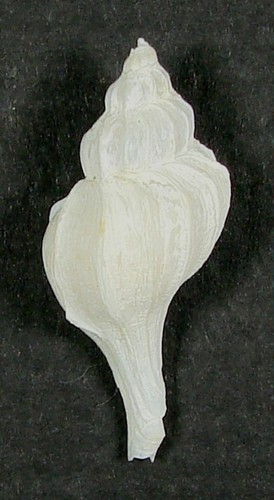 TROPHON XESTRA 28.58mm SUPER CHOICE RARE SPECIMEN off Hokkaido, Japan - Picture 2 of 2