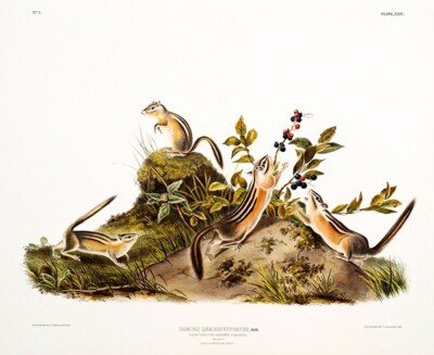 Four-Striped Ground Squirrel (Tamias Quadrivitatus) - 1845 - Illustration Magnet