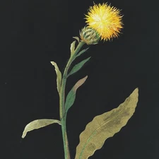 Orenco Originals Mary Delany Yellow Cone Flowers Counted Cross Stitch Pattern