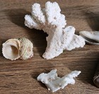 Sea Shell Mix For Aquarium Shells  & Coral Stunning Colors. Great Mix Of Shells — photo 9