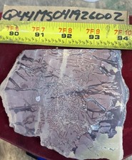 mookaite jasper slab 243  Grams 4&rdquo; X 4 1/2&rdquo; X 3/8&rdquo;