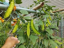 WINGED BEAN, Sigarilyas, Four Angled Bean Dragon bean US homegrown 20 seeds