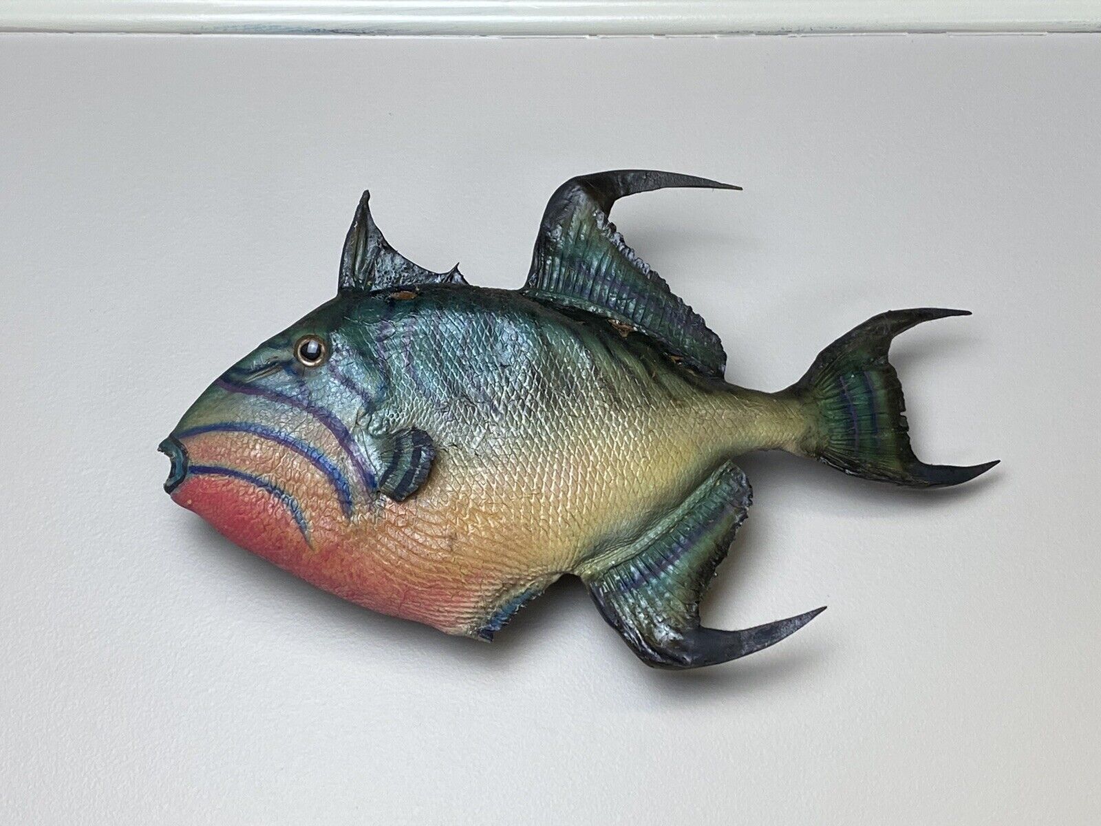 Authentic Vintage TRIGGER FISH Taxidermy, Skin Mount 14"L w/ Beautiful Color