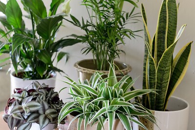bullhorn snake plant Sansevieria trifasciata 6in Zeylanica Snake plant