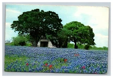 Vintage 1976 Postcard Field of Blue Bonnet Flowers Country Barn Texas