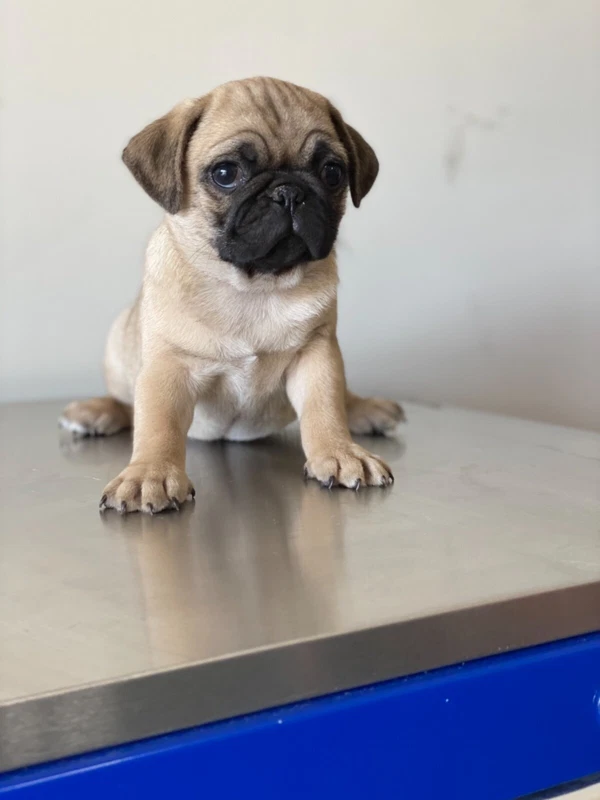 pugalier for sale gumtree