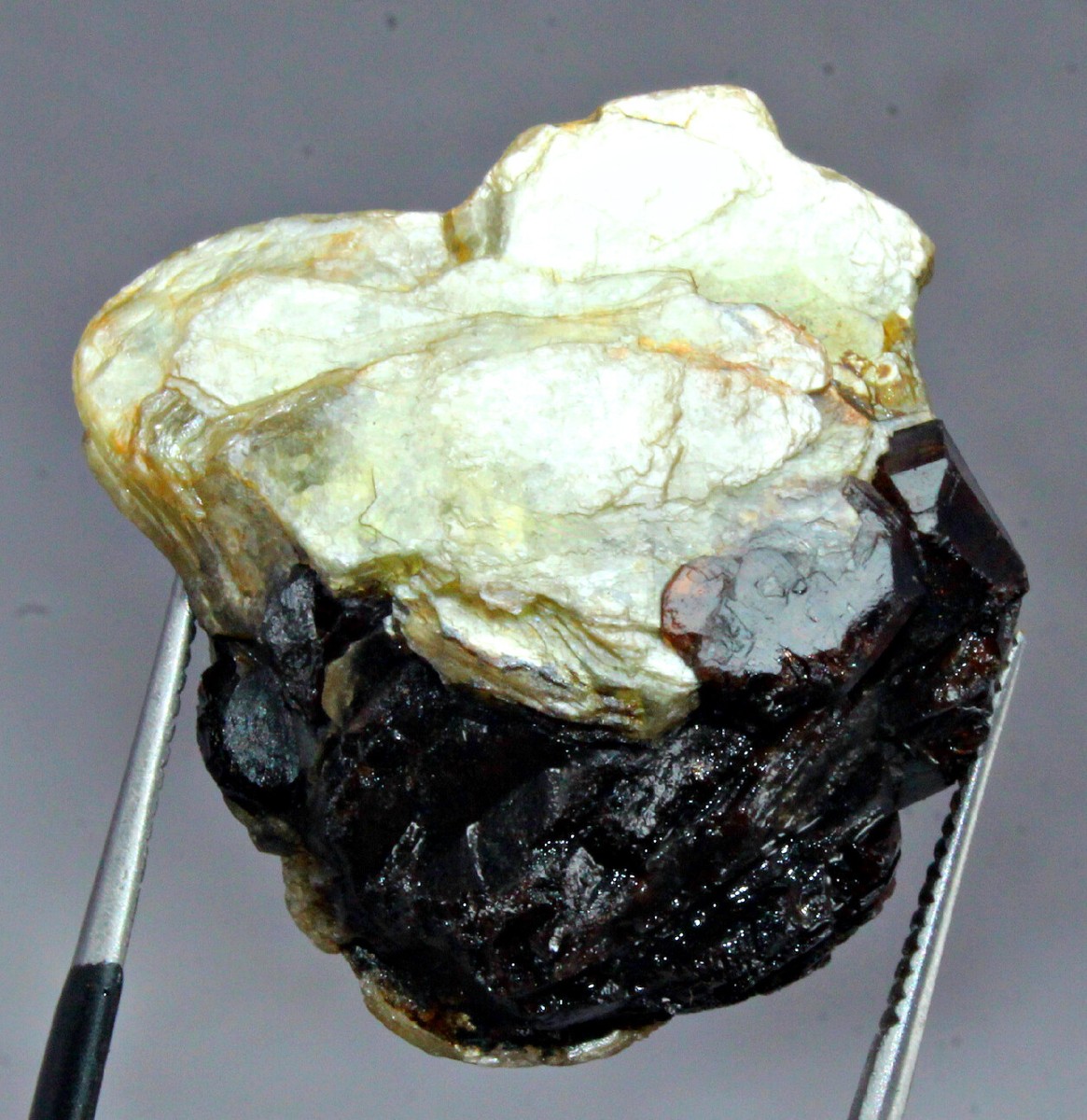 GARNET actof tragedySugar SINA殊Moran GARNET actof tragedySugar