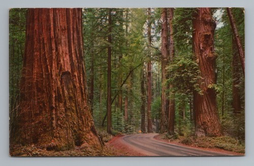 Redwood Giant with Burls California Highway 101 Vintage Postcard