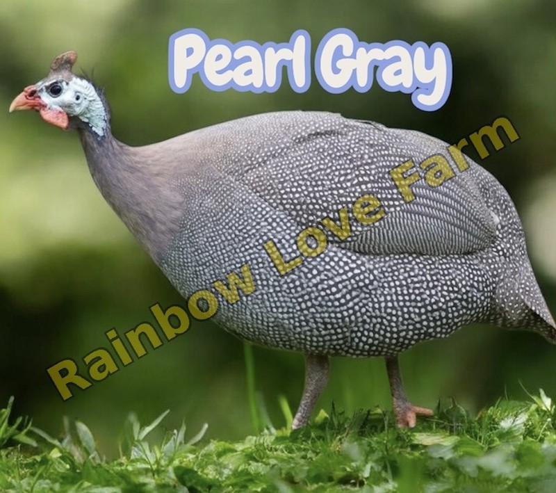 12 Guinea Fowl Hatching Eggs Pearl Gray+Bonus Color Coral Blue NPIP Tick Control
