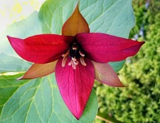 Red Trillium 5 bulbs Wood Lily Trillium erectum