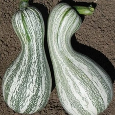Cushaw, Green Striped 20 Heirloom Organic Non - Gmo Seeds (Sweet Potato Pumpkin)