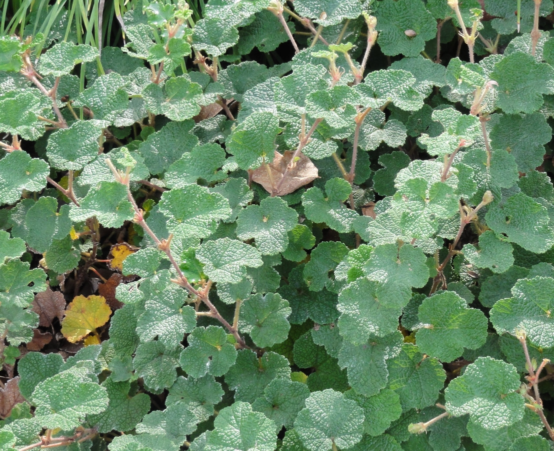 Tricolor Raspberry Ground Cover Creeping Raspberry Ground Cover