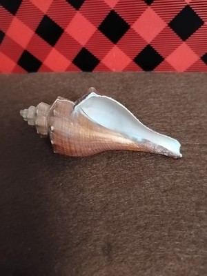 Seashell-Brunneifusus Carinifer Habe & Kosuge Conch Philippines Sea Shell 3.5