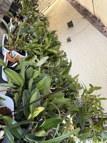 ORCHID PLANT One Surprise Orchid Division Bare Root No Pot Or Tag - Picture 2 of 19