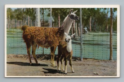Animal Color Series San Diego Zoo Llama California Vintage Postcard