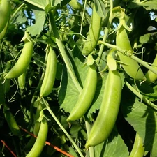 Cascadia Snap Pea Seeds, Early and Compact, Heirloom, NON-GMO, FREE SHIPPING