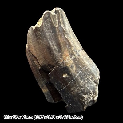 Leguanodontid Dinosaurier Zahn Fossil Kreidezeit Sussex UK Ashdown Formation