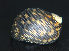 NERITA SCABRICOSTTA: THESE CAME FROM COSTA RICA @ 25.71mm W/OPERCULUM!