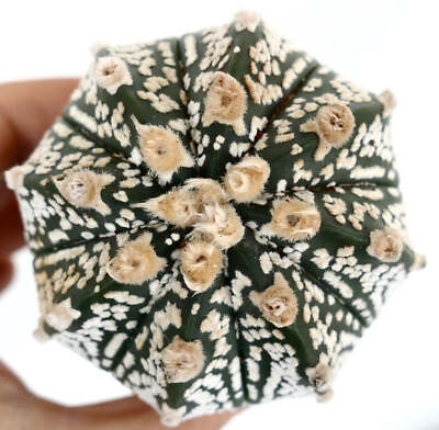 Astrophytum cv ONZUKA x SUPERKABUTO WA8 -