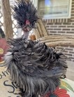 4 Polish Frizzle X Naked Neck X Houdan cross chicken hatching eggs for sale! — photo 1