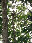 Pouteria sp. "Cauliflora" — photo 4