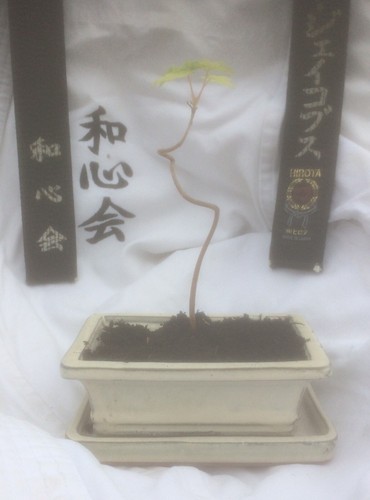 Bonsai Tree - Field Maple (Acer Campestre) Yamadori - Picture 2 of 6