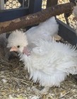 4 (+2 free!) Fertile Silkie, Showgirl, Frizzle X Sizzle Bearded And Crested Eggs — photo 1