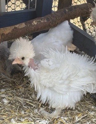 4 (+2 free!) Fertile Silkie, Showgirl, Frizzle X Sizzle Bearded And Crested Eggs