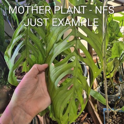 monstera deliciosa shop Monstera Deliciosa Houseplants, Medium in Bubblegum