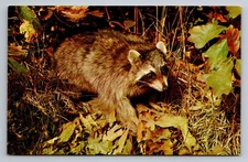Vintage Photochrome Raccoon Postcard by Tichnor Bros