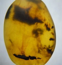 100 MILL. YEARS OLD BURMITE AMBER WITH PLANT DEBRIS (ABR6/12)