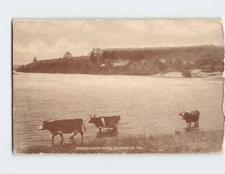 Postcard Androscoggin near Brunswick Maine USA