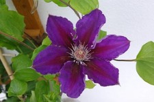 20 x SEEDS CLEMATIS PRESIDENT LARGE PURPLE FLOWERS  CLIMBER PERENNIAL  