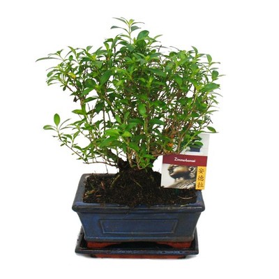 Bonsai - Bonsai - Serissa - Junischnee - Kugel-Form - ca. 6 Jahre