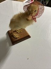 Taxidermy Mounted bird yellow. 6 in excellent condition.
