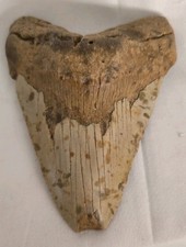 3.25" Fossil Megalodon Shark Tooth &ndash; Natural 3M+ Yr Old &ndash; Authentic