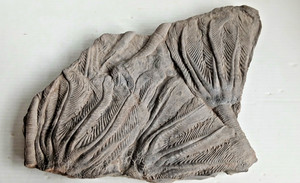 Highly Detailed Large Crinoid Fossil Plate Very Nice!