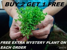 Micranthemum Monte Carlo bundle aquarium plant carpet planted tank  BUY2GET1FREE