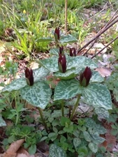 Purple Toad Trillium (Sweet Betsy Trillium) | Bulbs