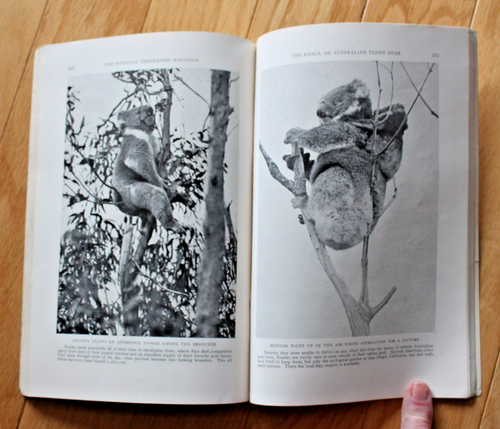 National Geographic September 1931 New Hampshire; Koala; Sailing; Roger Williams - Bild 15 von 19