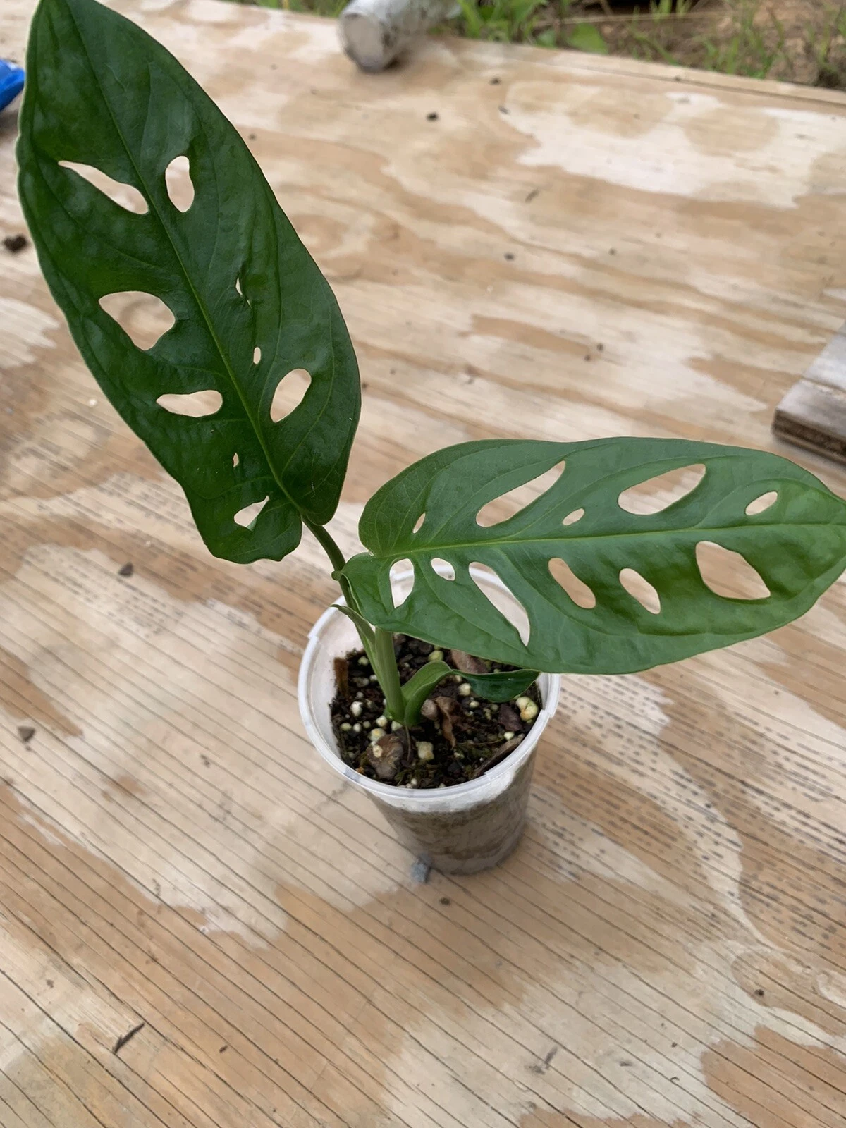 onliqua Tarapoa Node , Contact Us For Leaf Cuttings