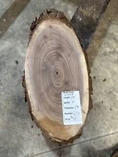 Black Walnut Cookie Slab #2331, live edge slab, unfinished, free shipping