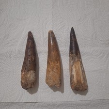 3× Spinosaurus Teeth FossilsReal Dinosaur Relics from Morocco Collector’s Lot
