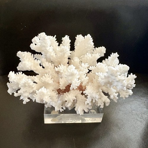 Real White Cauliflower Coral 7.5" Wide Specimen Acrylic Base Nautical Beach