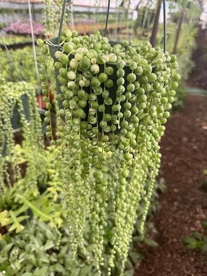 Variegated String of Pearls in A 6'' in Hanging Pot Healthy Trailing  Plants