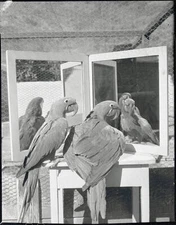 Macaws Admiring Use Mirrors Their Cage - California Pretty Polly M - Old Photo