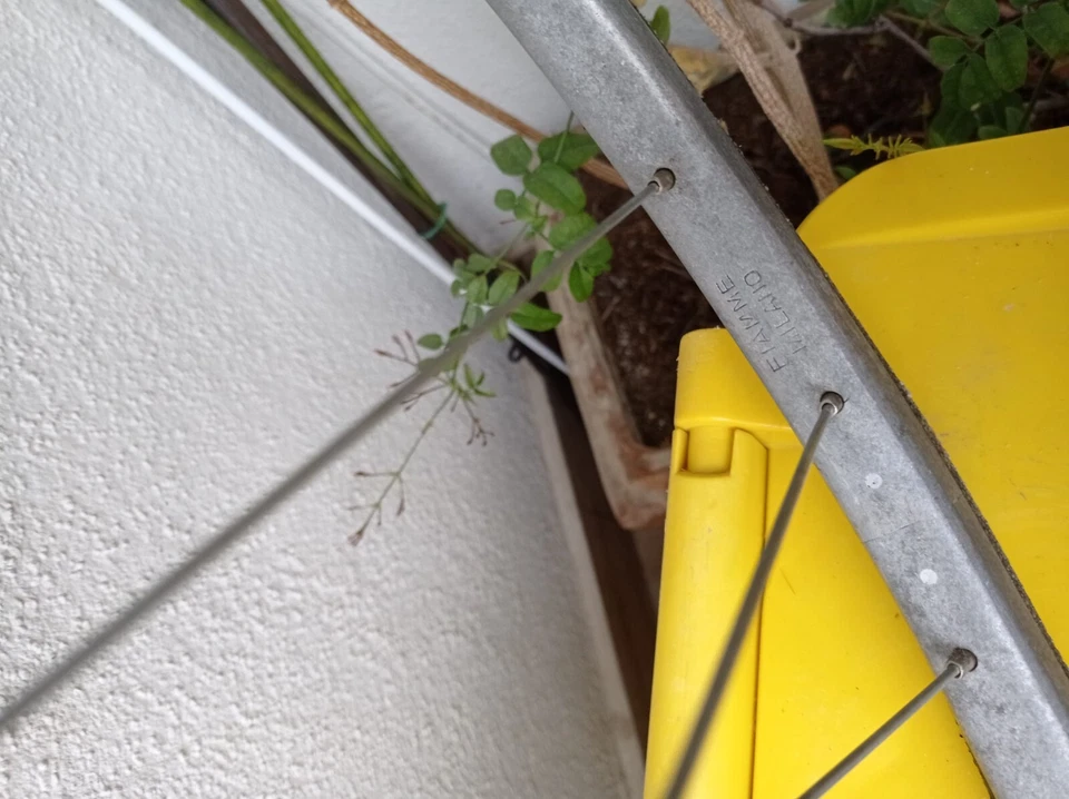 RUEDA TRASERA ANTIGUA TUBULAR FIAMME MILANO HECHA EN ITALIA GNUTTI BUJE RUOTA Foto 4 de 4