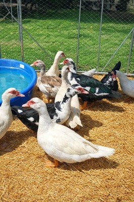 12+ Purebred Fertile Muscovy Duck Hatching Eggs (Rare Colors)