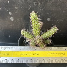 Pianta innestata di Euphorbia Dasyacantha / rara pianta succulenta