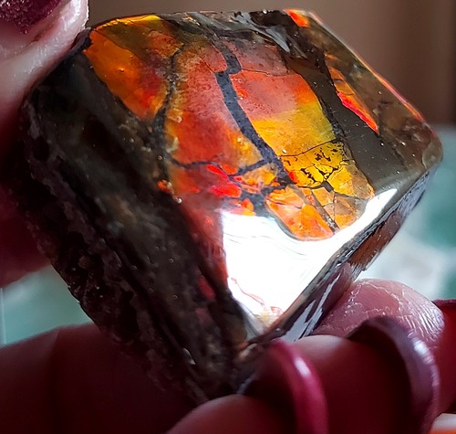 Ammolite Ammonite tabletop Display Piece BRIGHT 54.4x38.2x19.4mm 18870 - Picture 4 of 5